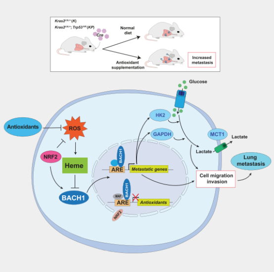 Cell：抗氧化剂使BACH1稳定化促进肺癌转移
